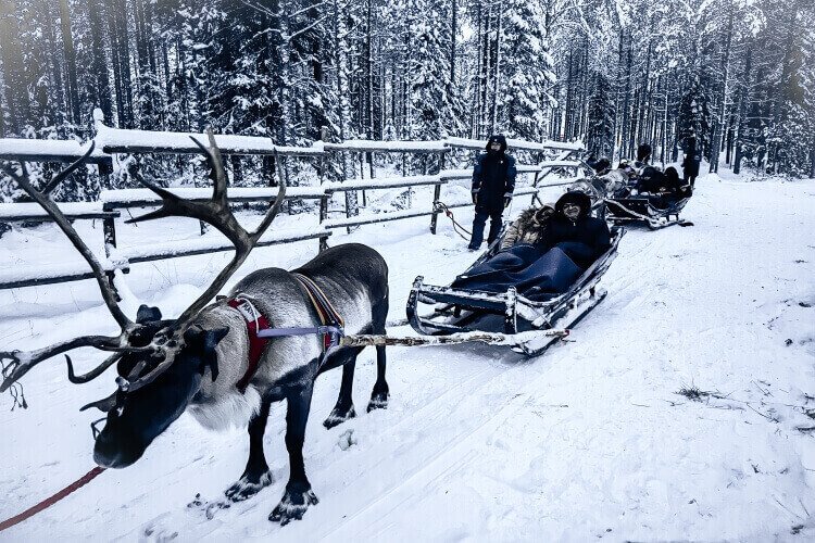 A reindeer with very big horns pulling a sleigh with a couple on it, in a winter forest in Rovaniemi Lapland
