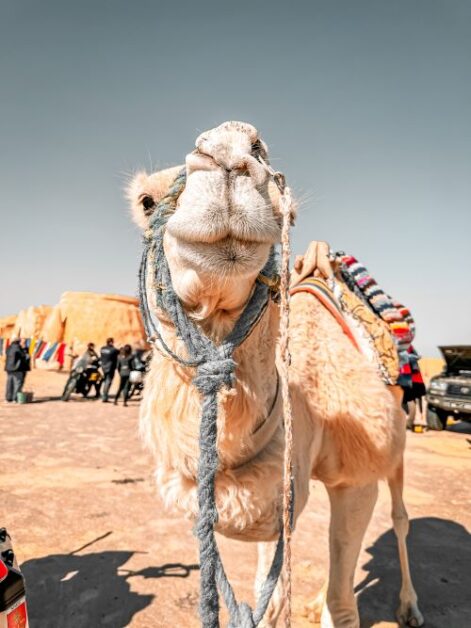 The front view of a camel in the desert