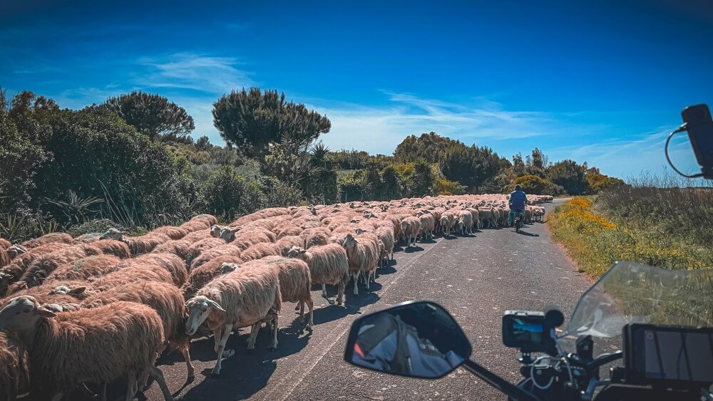 Point of view of a motorcyclist riding on a road with sheep walking by on the left with their shepherd